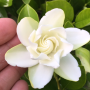 Gardenia 'Belmont'