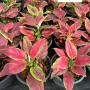 Aglaonema  Subchoa A-36