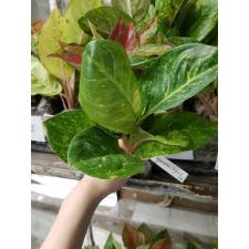Aglaonema Kamlai Yok 20