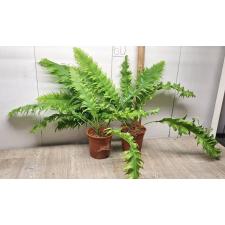 Microsorum sp. Africa pot