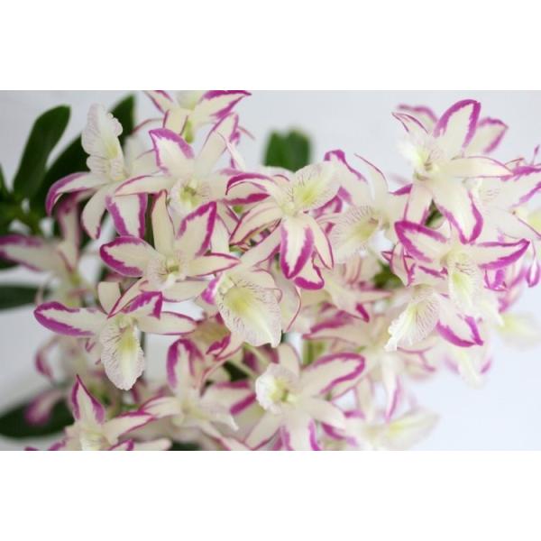 Den. Rainbow Dance 'Hanamizuki'