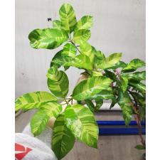 Manilkara achras (yellow leaf)(grafted) 147  по 4500р