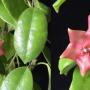Hoya sussuela (dark pink)(#865  865