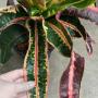 Codiaeum Sai Tharn.