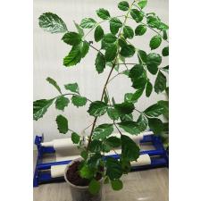 Dolichandrone serrulata pot 121