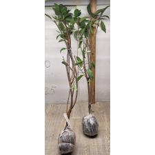 Manilkara zapota 'Malaysia' (oval fruit) 156