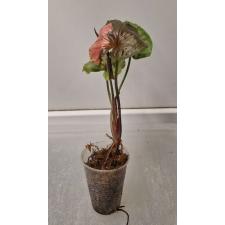 Syngonium Strawberry Ice