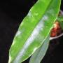 Hoya sp.587             587