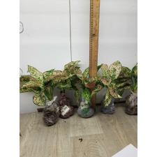 Aglaonema Look Sethi A-124