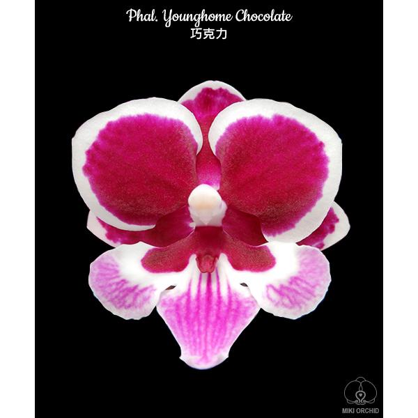Фаленопсис Йонгхом Чоколате / Phal. Younghome Chocolate
