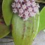 Hoya sp.598 (aff parasitica) red flower Ranong province Thailand                598