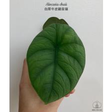 Alocasia chaii