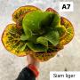 Codeium A7 Siam Liger