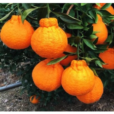 Цитрус рекулата "Ширануй" (Декопон Орандж) / Citrus reticulata 'Shiranui' (Dekopon Orange)