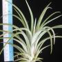 T. ionantha x fasciculata 39