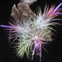 T. ionantha 'Zebrina' No.1 147