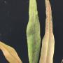 Pyrrosia sp.(T01)(white hair leaf)