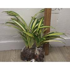 Хлорофитум 'Шарлотта' / Chlorophytum sp. 'Charlotte'