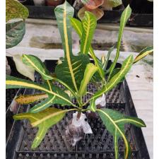 Codiaeum B-4 Khao hwang thong