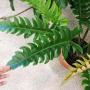 Philodendron Jungle Boogie