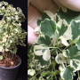 Polyscias guifoylei 'Quinquefolia' (mutation)(No.2).