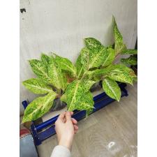 Aglaonema Laksubtong A-53