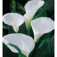 Zantedeschia. КАЛЛА ЭФИОПСКАЯ