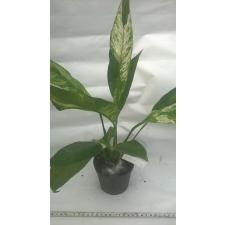 Spathiphyllum 'Angel Baby'(S) 584/1