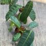 philodendron patriciae
