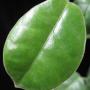 Hoya purpurea IML68             660