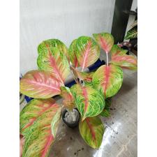 Aglaonema RuayLab A-84