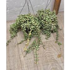 Dischidia nummularioides variegata 'Pebble Beach' (L)