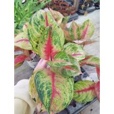 Aglaonema NEW6 Siam Diamond