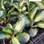 Aglaonema  Banana -wealthy round A-79