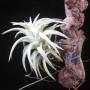 T. ionantha var. vanhyningii 141