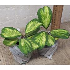 Хойя керрии пестрая 'Выбор Чанрита' / Hoya kerrii variegata 'Chanrit's Choice' pot