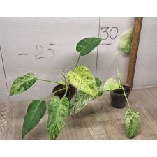 philodendron giganteum variegated pot