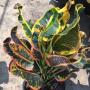 Codiaeum Tossakan.