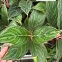 Aglaonema  Fine green line varie A-136