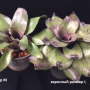 Neoregelia Mandella (M).
