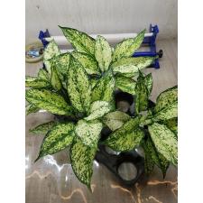Aglaonema SP-13 Galaxy Green star