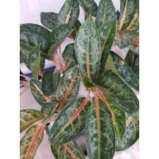 Aglaonema Indiana Queen