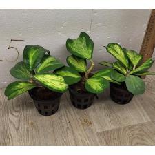 Hoya kerrii variegata 'Chanrit's Choice' pot