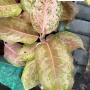 Aglaonema  Chocolate /orange all star A-133