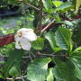 Gardenia collinsiae.