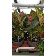 Aglaonema crimson love 12 cm pot