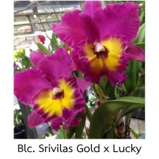 Каттея Блк. Шривилас Голд х Лаки / Cattleya Blc. Srivilas Gold x Lucky