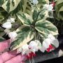 Clerodendron thomsoniae variegata