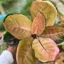 Aglaonema  starbucks  A-151