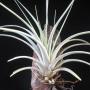 T. (concolor x stricta) x chaquensis (Philippines hybrid) 1
